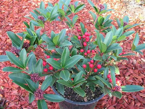 It grows at a slow rate, and japanese skimmia (skimmia japonica) is an evergreen shrub that thrives in shade or partial shade. Skimmia japonica 'Winnie's Dwarf' - | De Tuinen van Appeltern
