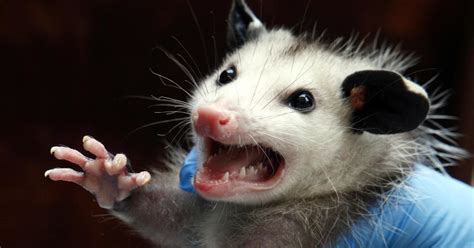 Opossum 2 — opossum, fetischberg, s. Man sets fire to smoke out opossums, burns down house ...
