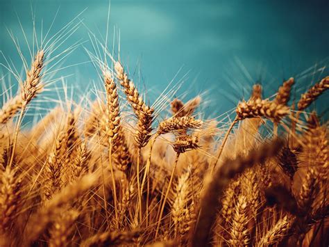 Check spelling or type a new query. Screening of Iranian Wheat (Triticum aestivum L) Land ...