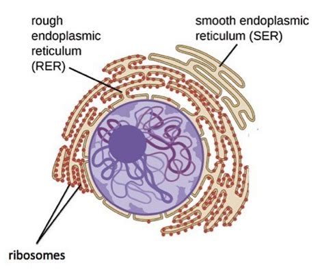 Rough Endoplasmic Reticulum Rer — Structure And Function Expii