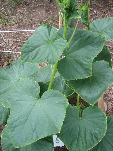 Check spelling or type a new query. Cucumber leaves turning yellow | folia | Folia