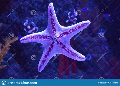 Beautiful Purple Starfish In An Aquarium Stock Image Image Of