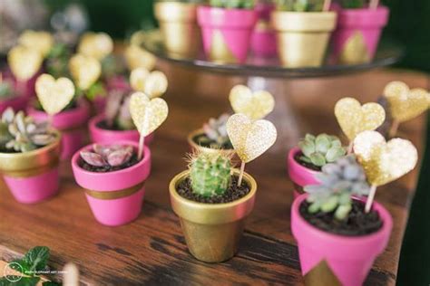 Como cuidar un cactus cabeza de viejo. Regalar suculentas y cactus tiene un gran significado ...