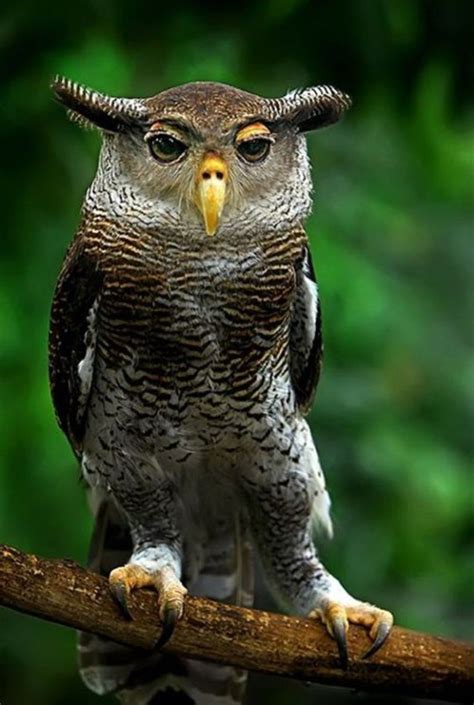 Pin By Deborah Ritter On Birds ~ Owls Pet Birds Animals Animals