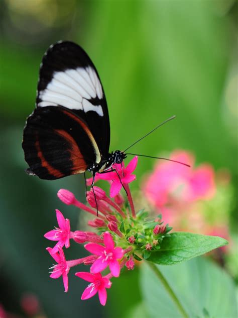 ❤ get the best pink flower background on wallpaperset. Pretty Butterfly Wallpaper ·① WallpaperTag