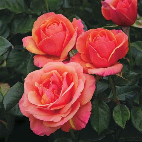Spring hill nurseries pink peace hybrid tea rose live bareroot plant pink color flowers 1. Spring Hill Nurseries Anna's Promise Downton Abby Hybrid ...
