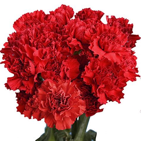 Flowers 100 Red Carnations Lovely T Madcity Florist