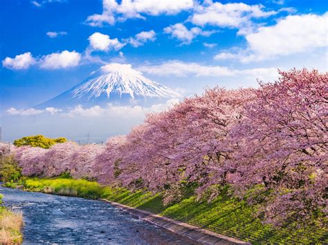 The Best Places To Go In Japan During Cherry Blossom Season