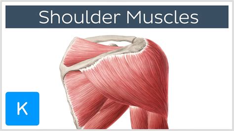 This mri shoulder cross sectional anatomy tool is absolutely free to use. Muscles of the shoulder joint and girdle - Human Anatomy ...