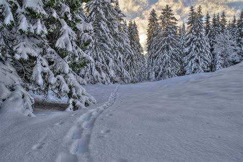 Along That Snowy Path By Burtn On Deviantart