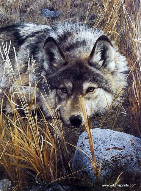 Wildlife Artist Carl Brenders Unframed Wolf Print One To One