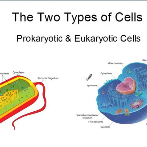 Characteristics Of Cells
