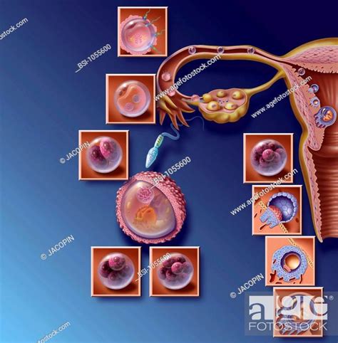 Ovulation Discharge Of An Ovum From The Follicle Fertilization In The