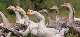 Potential Goose Health Challenges - The Open Sanctuary Project