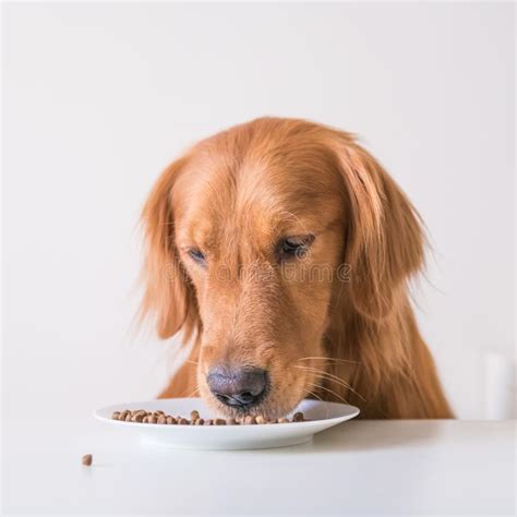 Golden Retriever Eating Dog Food Stock Image Image Of Golden