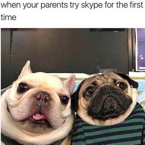Dare You Not To Laugh At These 23 Animal Memes Pug Meme Funny Dog