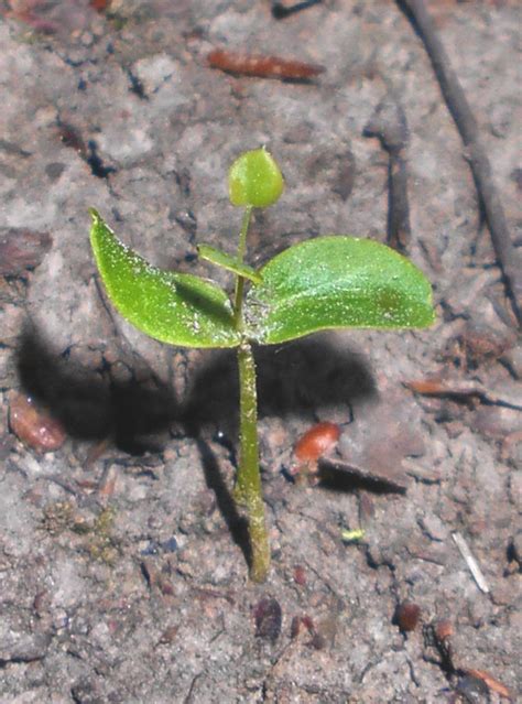 Sow Katsura From Seed Grow Your Caramel Tree From The Ground Up