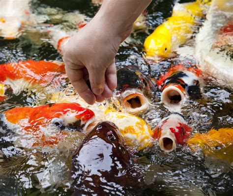 As such, the blue ridge koi/goldfish fish food is an excellent choice because it floats. Koi Fish Feeding Tips & Recommendations For Healthy Koi ...