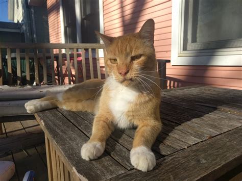Lost Orange Tabby Cat Very Friendly And Dapper Last Seen In East