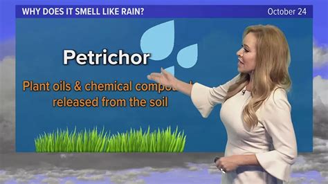 What Is That Earthy Smell After It Rains Petrichor Explained