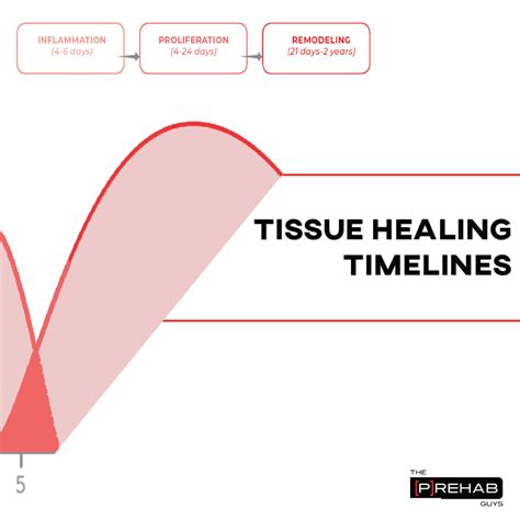 What To Know About Tissue Healing Timelines The Prehab Guys
