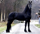 Frisian horse | Horses, Animals beautiful, Beautiful horses