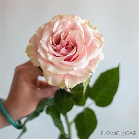 Soft Pink Mondial Roses Bulk Diy Wedding Flowers Flower Moxie