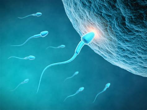 How Long Can Sperm Live In A Woman S Body After Ejaculation