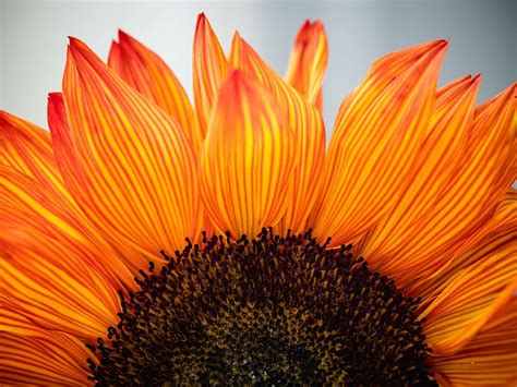 Hd Wallpaper Closeup Photo Of Sunflower Closeup Photo Of Orange