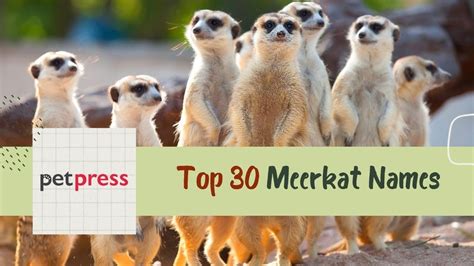 Top 30 Perfect Meerkat Names To Help You Pick Your Favorite Youtube