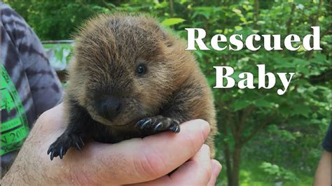 Rescued Baby The Beaver Youtube