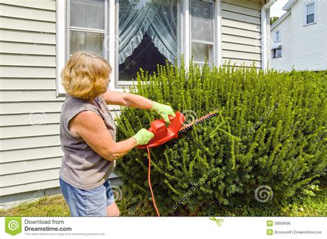 Woman Trimming Bushes Stock Photo Image Of Garden Person