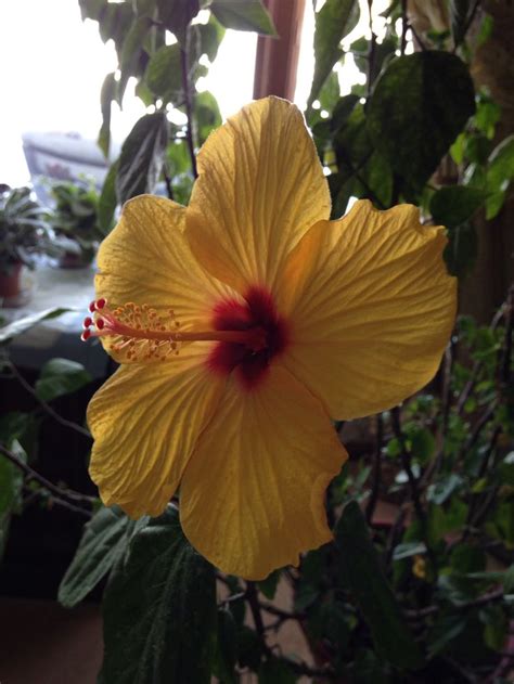 The words are about flowers on the hillside bloomin' crazy/crickets talkin' back and forth in rhyme. Crazy hibiscus blooming in winter | Bloom, My flower, Hibiscus