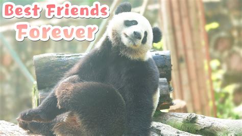 The Intimate Bond Between Pandas And Their Nannies Ipanda Youtube