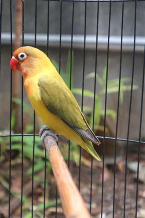 We did not find results for: 5 Makanan Lovebird Agar Cepat Gemuk Badan Besar | Binatang ...
