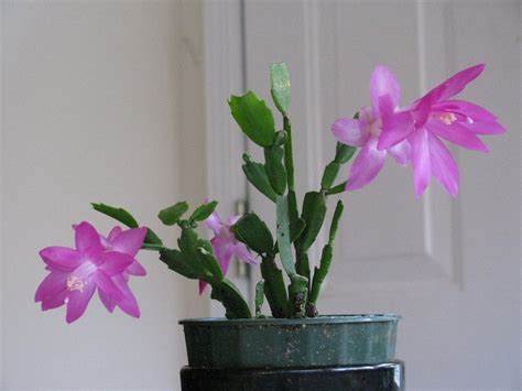 Learn how to care for christmas cacti, thanksgiving cacti, and easter cacti, including how to water a christmas cactus correctly. How To Indentify And Care For A Easter Cactus