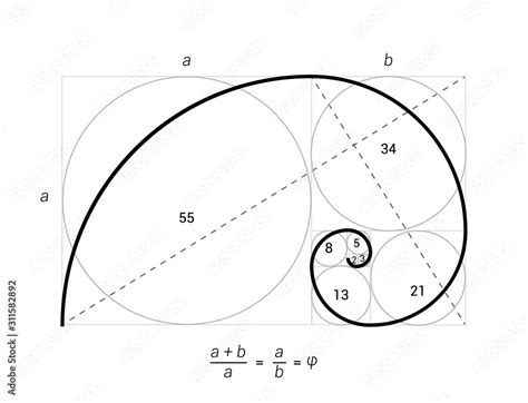 Golden Ratio Vector Proportion Spiral Section Fibonacci Golden Ratio
