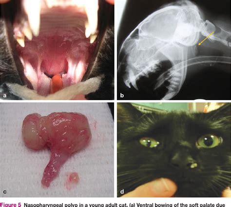 Larger growths or groups of nasal polyps can block your nasal passages or lead to breathing problems, a lost nasal polyps can affect anyone, but they're more common in adults. Nasopharyngeal Disease in Cats | Semantic Scholar