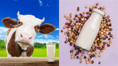 Sữa Hạt Có Tác Dụng Gì Tác Dụng Của Sữa Hạt Nên Dùng Sữa Hạt Hay Sữa