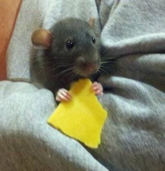 The dumbo rat, or dumbo ear rat, is the same species as other types of fancy rats (rattus norvegicus). Dumbo Rat - Breed Information and Photos | ThriftyFun