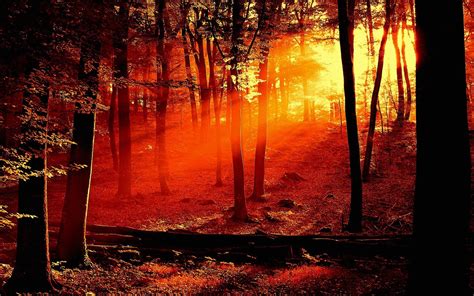 Sunrise Forest Wallpapers Top Free Sunrise Forest Backgrounds Wallpaperaccess