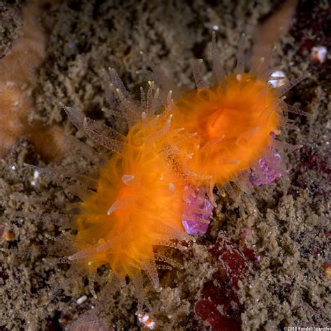 Orange Cup Coral Balanophyllia Elegans Spanglers Scuba