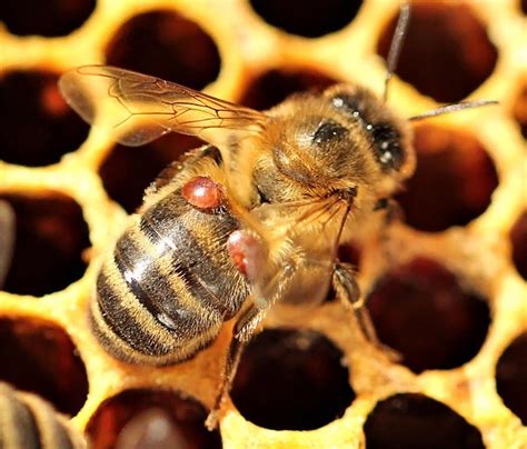 Some Honeybee Colonies Adapt In Wake Of Deadly Mites Cornell Chronicle