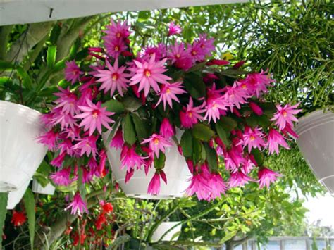 Hatiora X Graeseri Easter Cactus Is A Freely Branching Shrubby