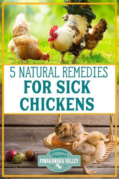 5 Natural Home Remedies For Sick Chickens Natural Antibiotics For