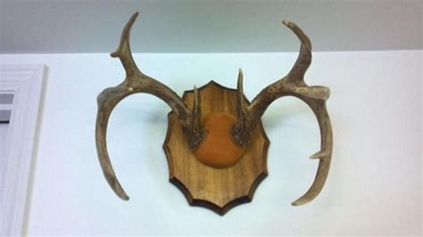 See more ideas about antler crafts, antler art, antlers. DIY Antler Mount for under 15 bucks | Diy antlers, Antler mount, Diy