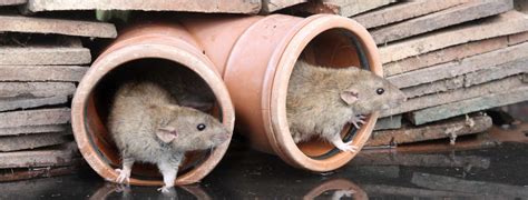 We understand that discovering rats in your home or garden can be very distressing and their ability to gnaw through wire, wood, plastic and even mild steel they can cause damage to your property, but don't worry, we deal with lots of rat infestations on a safely get rid of rats from your home or business. Getting rid of rats in the garden - Country Services Pest ...
