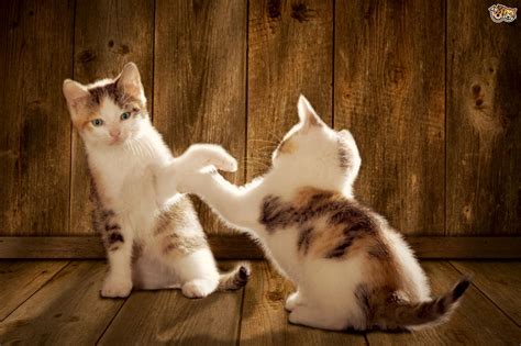 How to start a cat fight. Are My Cats Fighting or Playing? | Pets4Homes