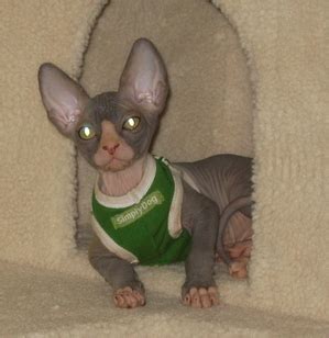 Lykois are an active cat that enjoys games, playing around with people and independently, and loves a good hunt. Lykoi Cats Kittens, Nadacatz, Devon Rex, Lykoi, cats for ...