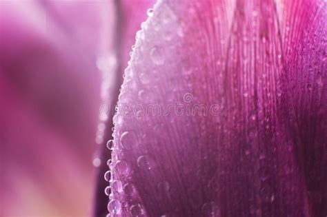 Flower Petal With Water Droplets Macro Stock Image Image Of